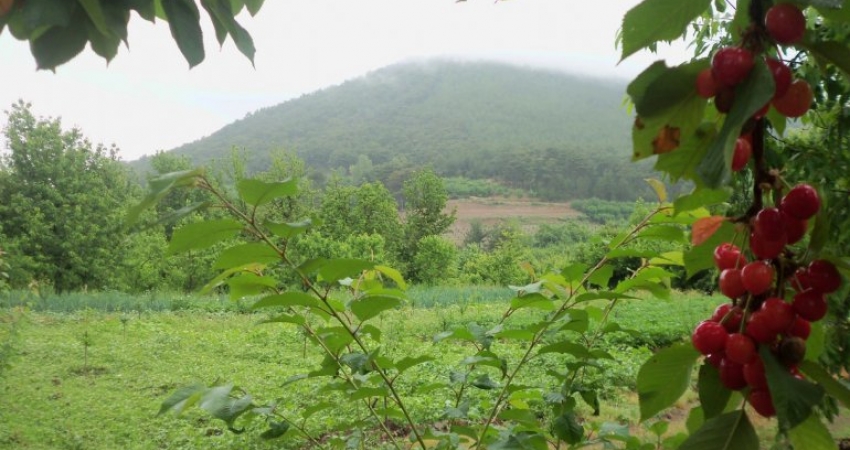 GÜNÜBİRLİK BAYRAMİÇ & AYAZMA KİRAZ ZAMANI