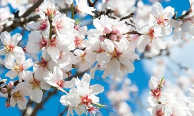 DATÇA BADEM ÇİÇEĞİ FESTİVALİ