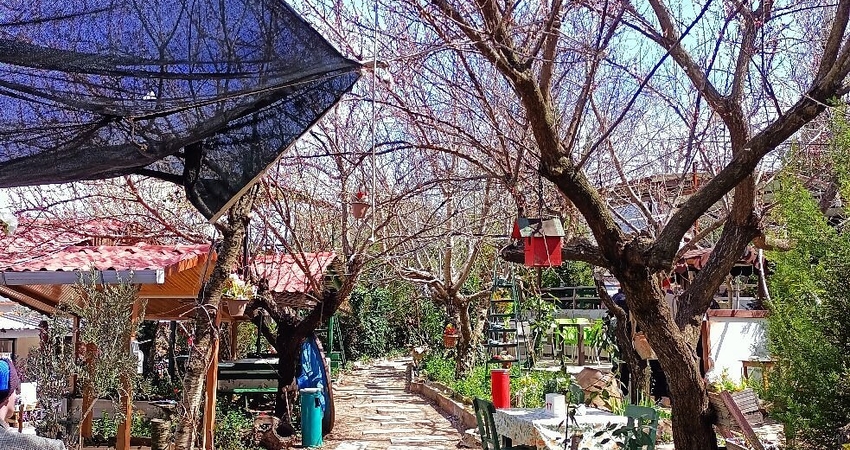 KEMALPAŞA İZMİR KİRAZ ZAMANI