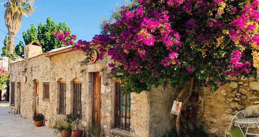 DATÇA BADEM ÇİÇEĞİ FESTİVALİ