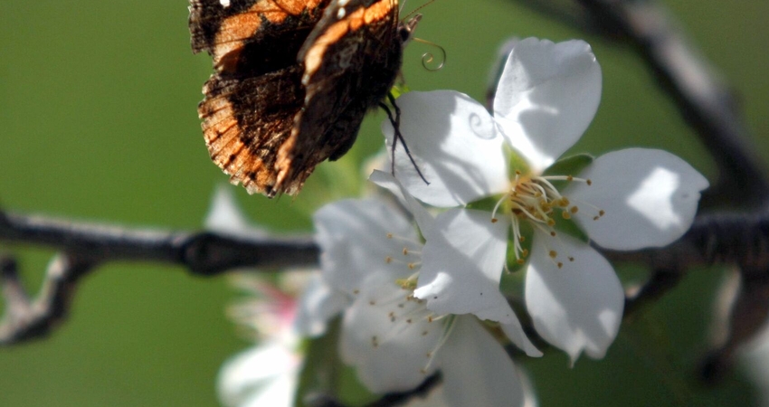 DATÇA BADEM ÇİÇEĞİ FESTİVALİ