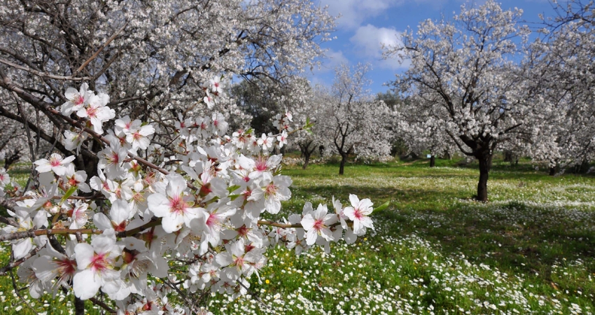 DATÇA BADEM ÇİÇEĞİ FESTİVALİ