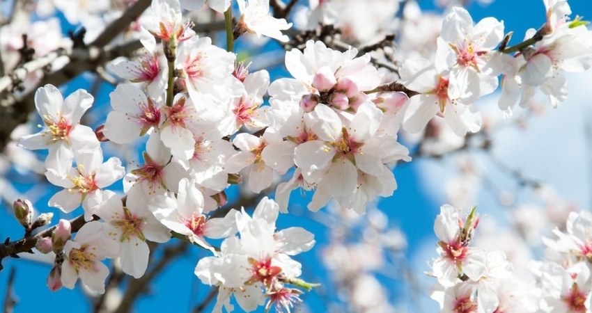 DATÇA BADEM ÇİÇEĞİ FESTİVALİ