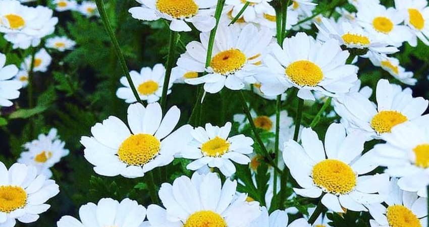 GÜNÜBİRLİK BERGAMA PAPATYA FESTİVALİ