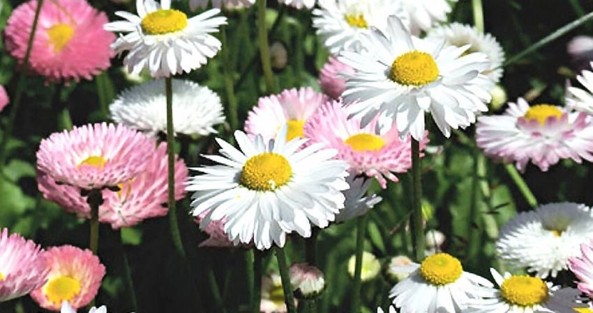 GÜNÜBİRLİK BERGAMA PAPATYA FESTİVALİ