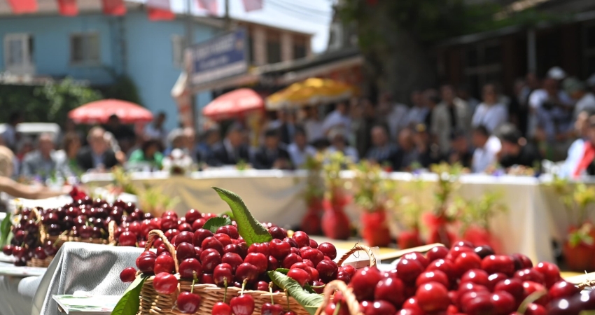 TEKİRDAĞ KİRAZ FESTİVALI